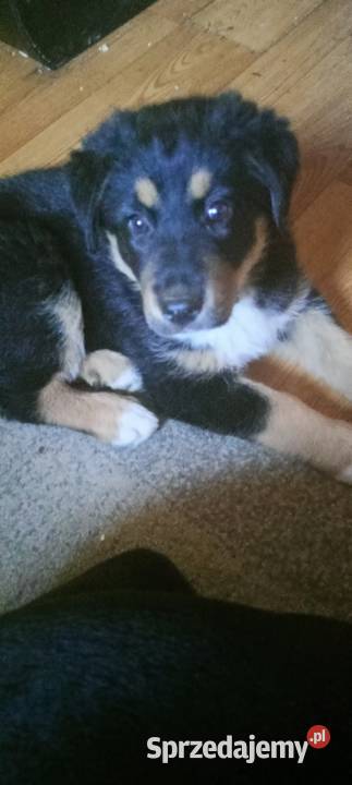 Szczeniak Berneński Pies Pasterski