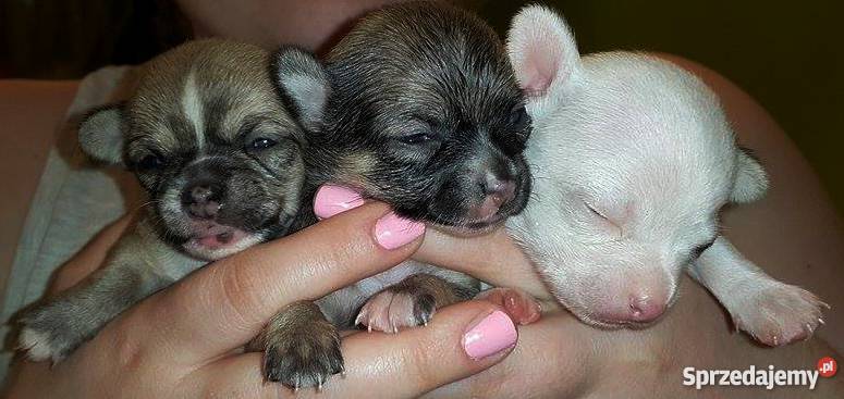 chichuachua szczeniaczki Psy Warszawa sprzedam