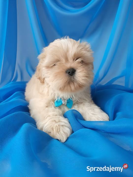 Piękny piesek shih tzu szuka domku Ostrzeszów