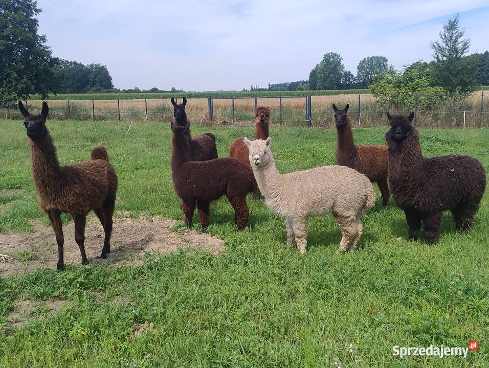 Sprzedam piękne alpaki lamy Babiak