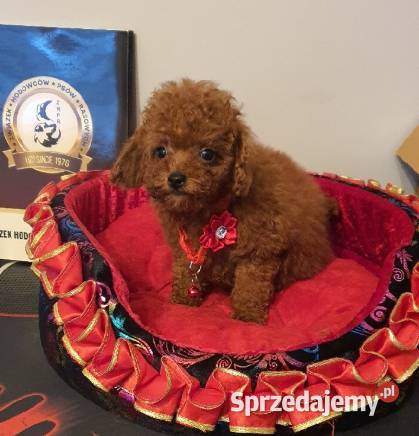Pudel Toypudelek red śliczna suczka Częstochowa