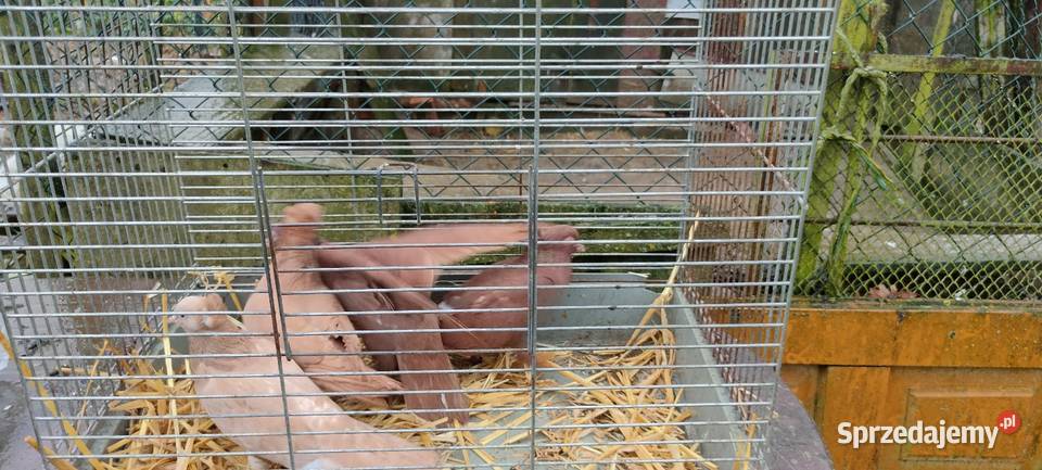 Sprzedam gołębie ozdobne