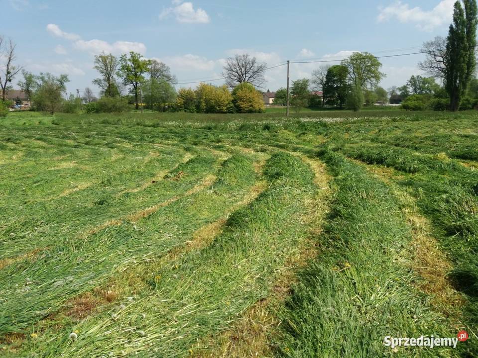 Sprzedam siano sianokiszonke owies słome Trawy, słoma warmińsko-mazurskie Frygnowo