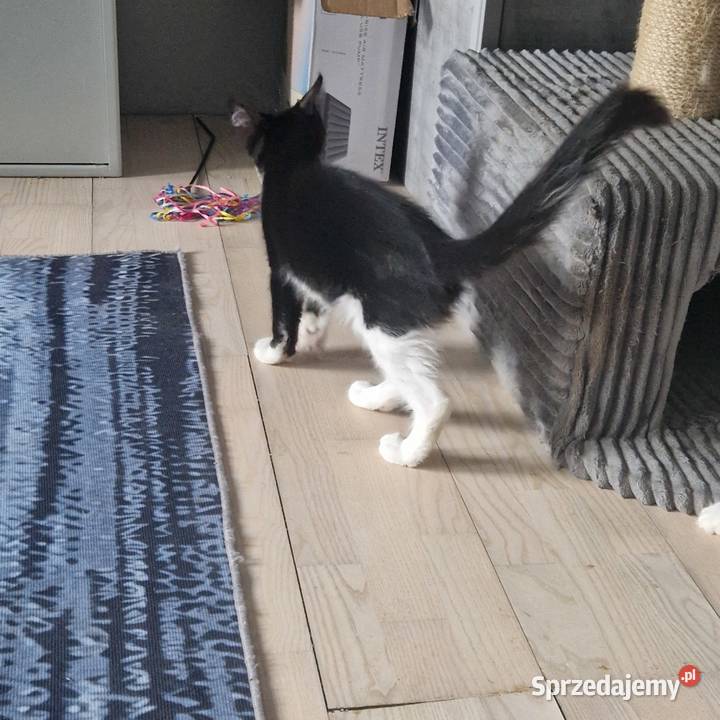 Koty Maine Coon Jamielnik
