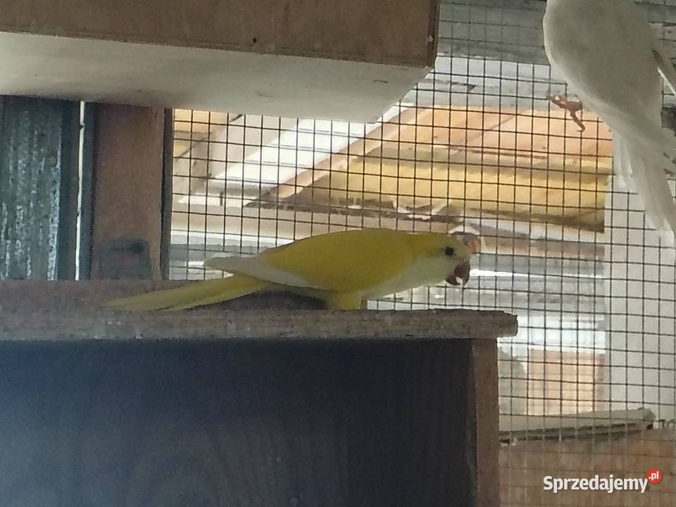 mnicha nizanego 25 Chudów