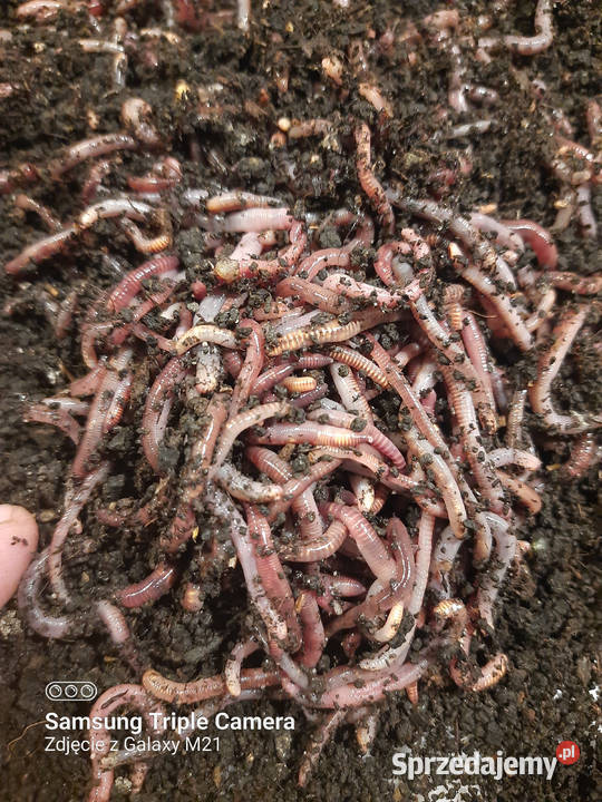 Dżdżownice do kompostu i na ryby Żarłoczne i