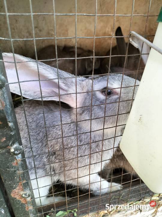 Króliki olbrzymy belgijskie kujawsko-pomorskie Wichowo