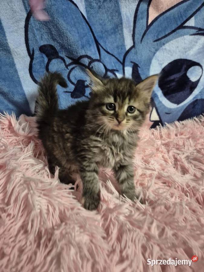 Syberyjska KOTKA ŁUCJIA rodowód FPL Syberyjski Stary Broniszew