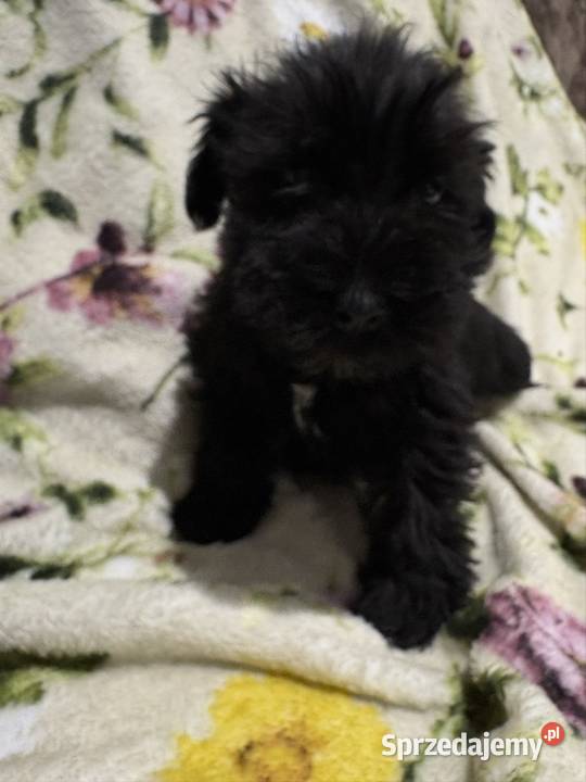 Sznaucer miniaturowy czarny piesek kujawsko-pomorskie Solec Kujawski