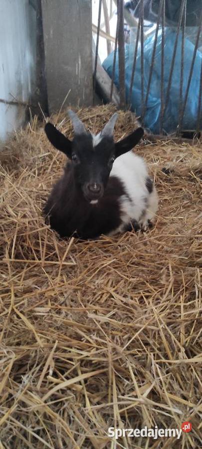 Sprzedam koziołka