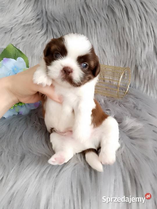 Biało czekoladowy piesek rasy ShihTzu Namysłów