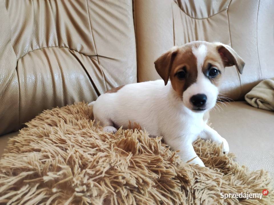 Jack Russell Terrier suczka Szadek