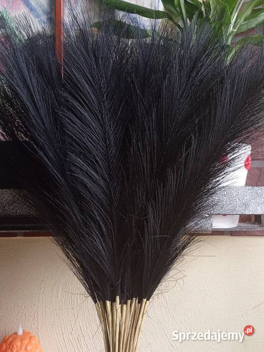 Czarna trawa pampasowa 40 sztuk