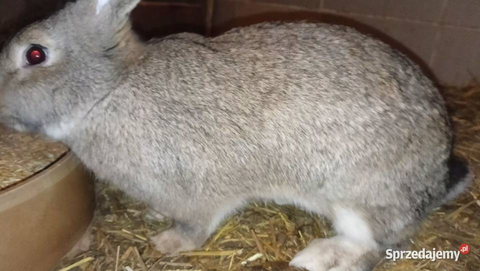 króle króliki samice świętokrzyskie Bodzentyn