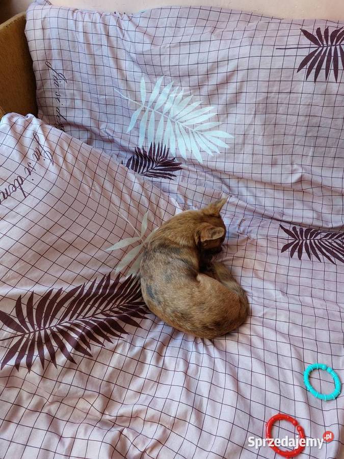 bursztynowa merle suczka Częstochowa