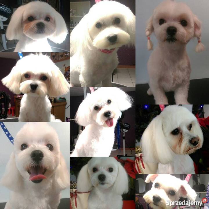 Fryzjer psa strzyżenie psów Salonik Pupilek