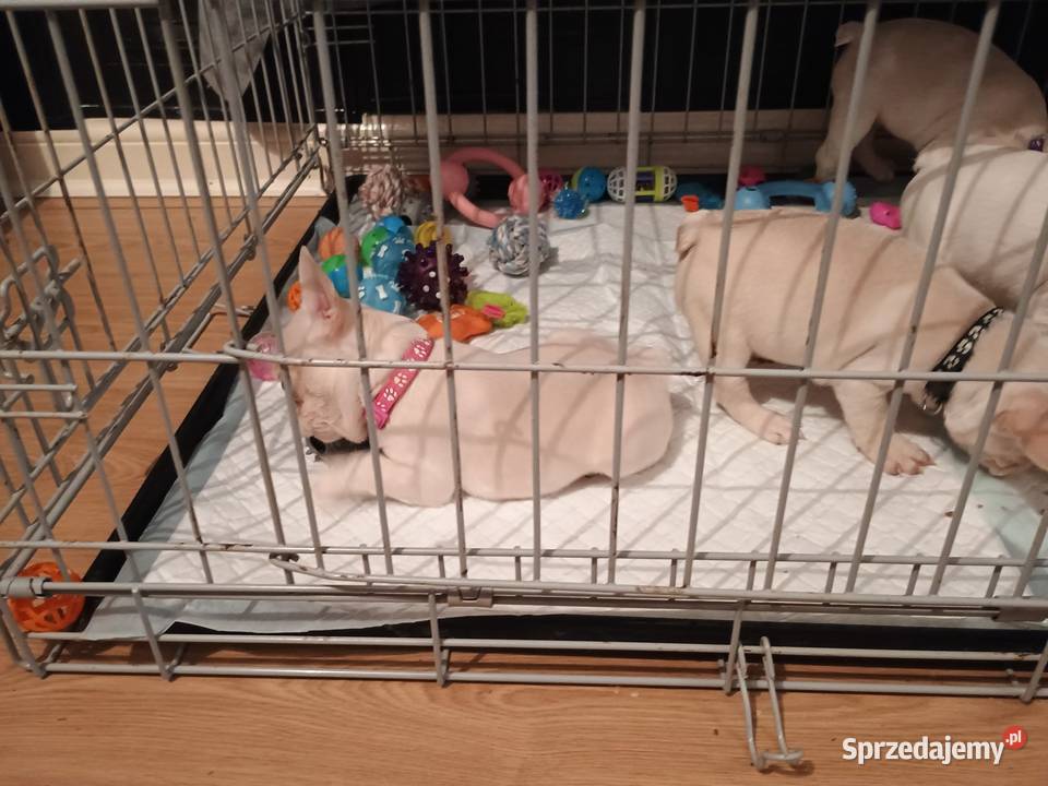 Wysokiej jakości krępe szczenięta buldoga kujawsko-pomorskie Kucerz