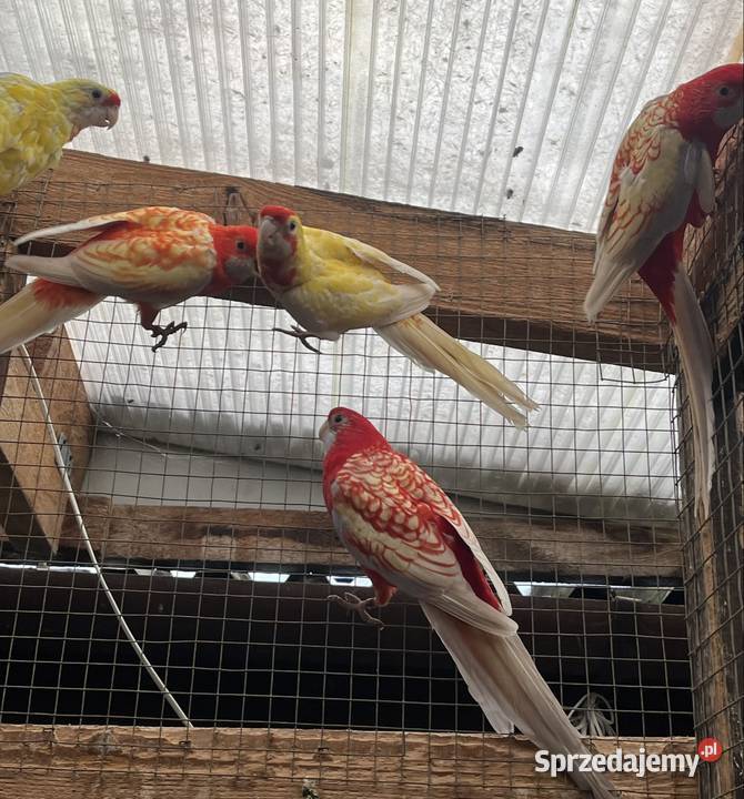 Rozele Królewska Pastel Ptaki sprzedam