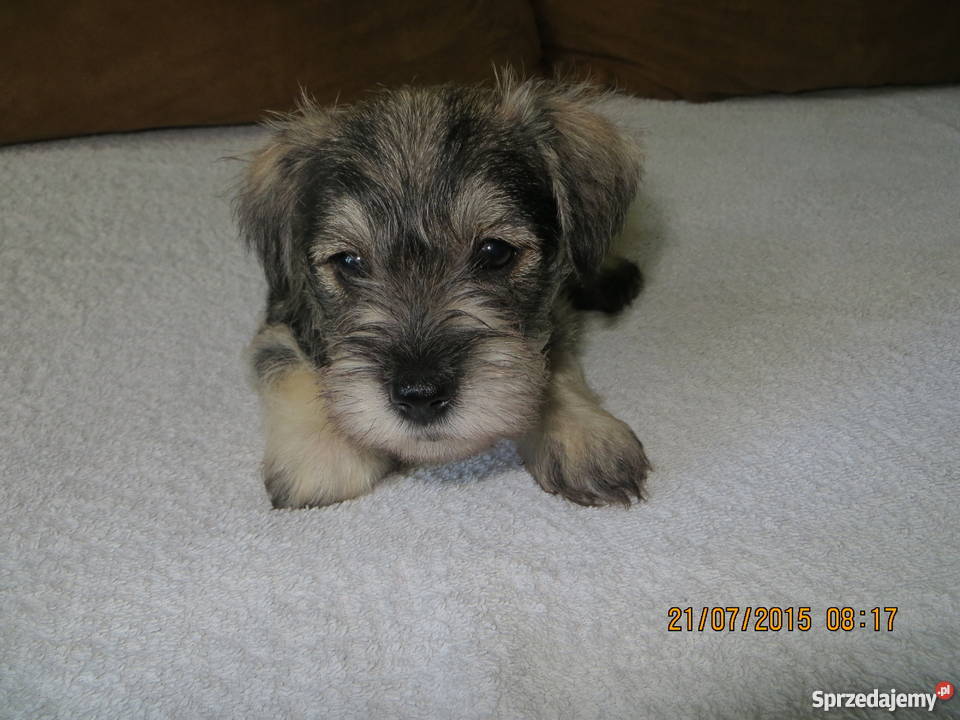 Sznaucer miniaturka Częstochowa