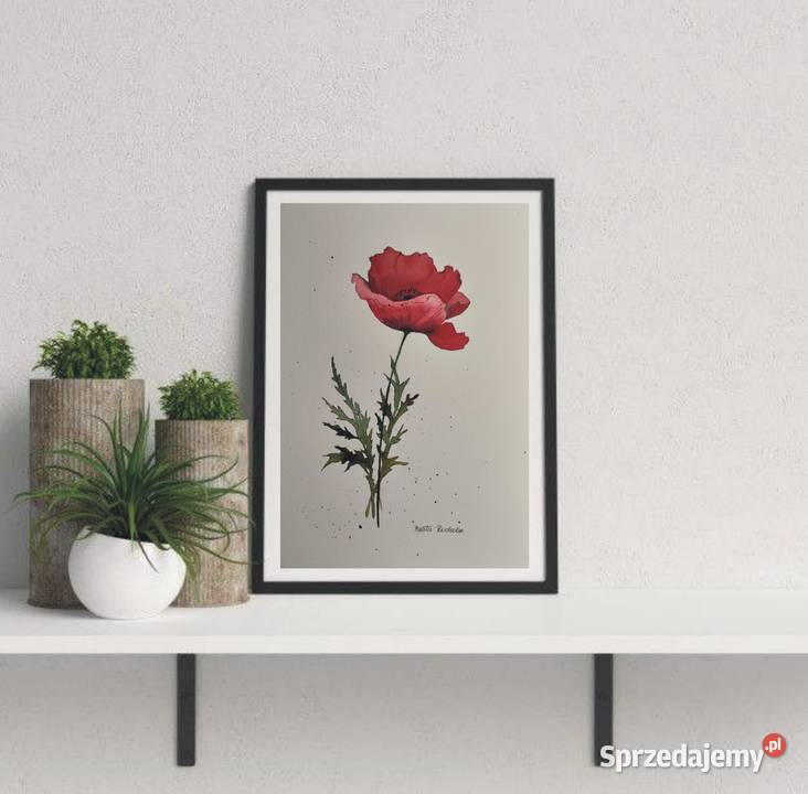 Akwarela Akwarelka Obraz pt Czerwony Mak Katowice