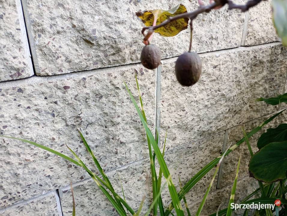 Aktinidia Mini Kiwi 5 sztuk mazowieckie Kobyłka