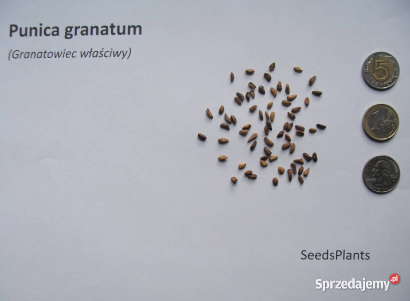 GRANATOWIEC Punica granatum NASIONA 1000 sztuk Lubanie sprzedam