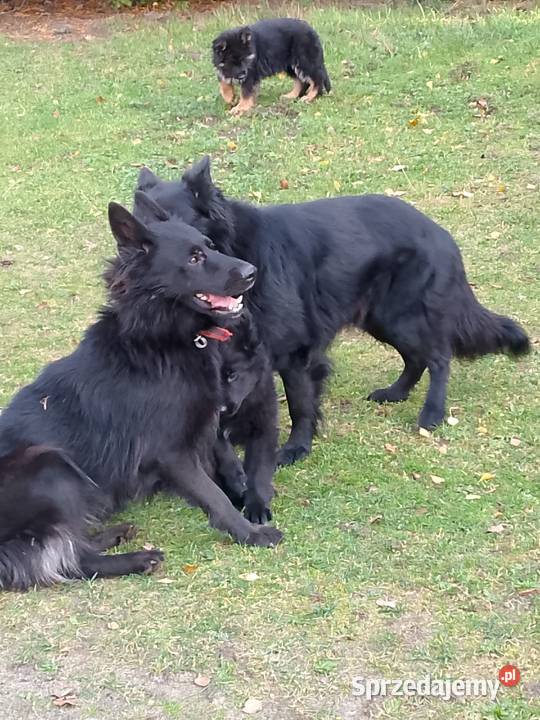 Owczarek niemiecki Owczarek łódzkie Tomaszów Mazowiecki