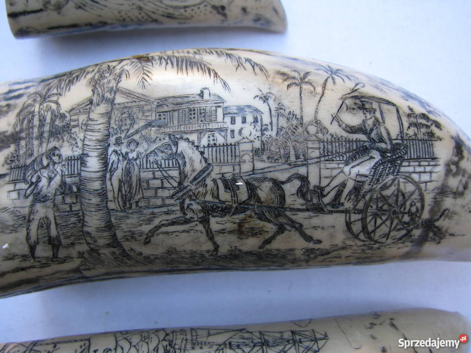 KŁY MORSA TROFEUM RZEŹBIONE 4 małopolskie Kraków