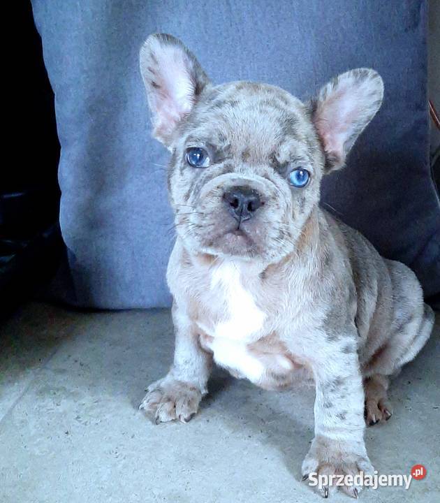 Buldog francuski pieski Pabianice