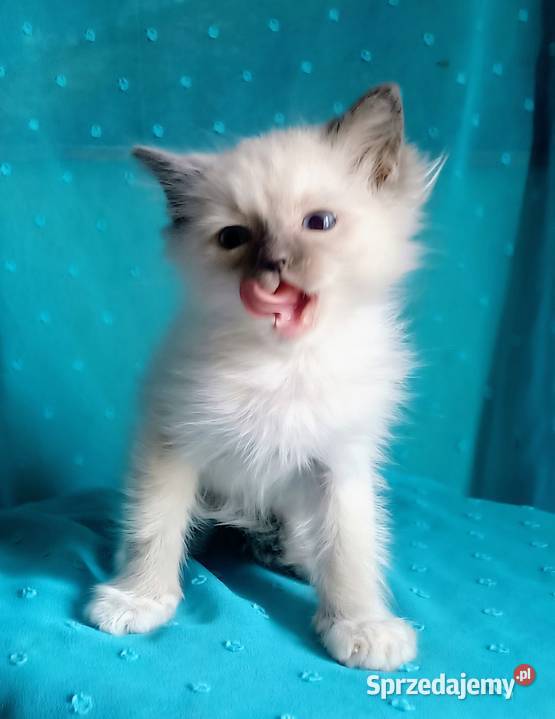 Cudowny kocurek Ragdoll z rodowodem i wyprawką Łódź sprzedam