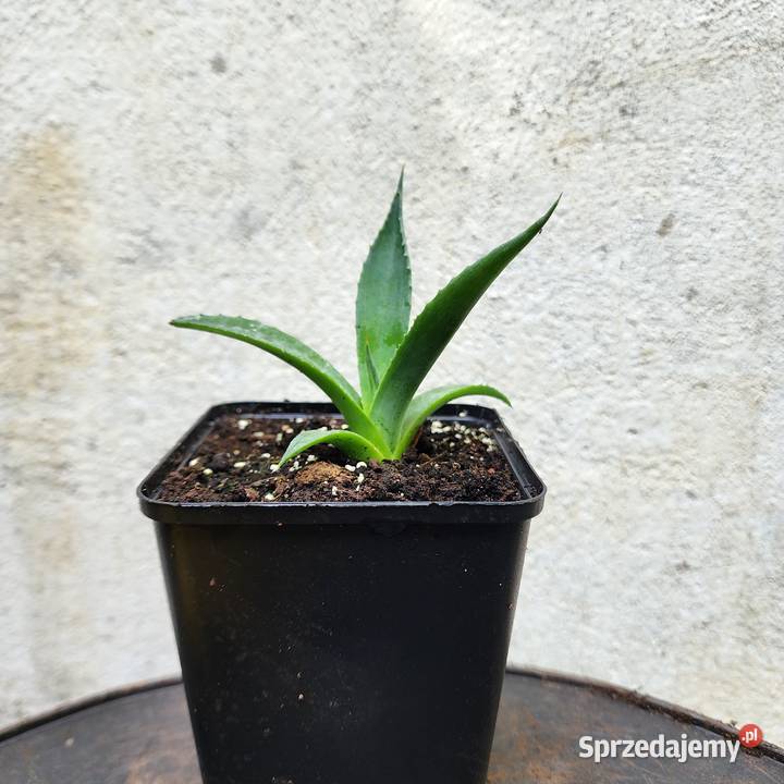Agave x gracilipes agawa mrozoodporna 26C Warszawa