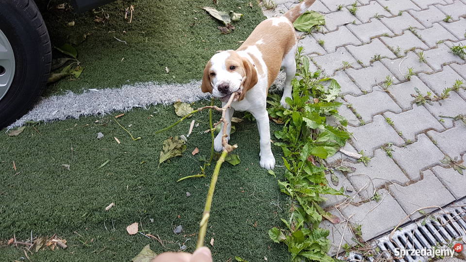 Piesek rasy Beagle Bigle samiec bicolor Nowy Sącz