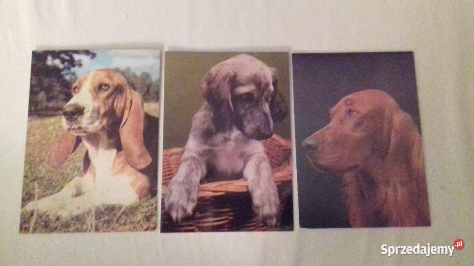 Kartki pocztowe z psami lubelskie Krasnystaw sprzedam