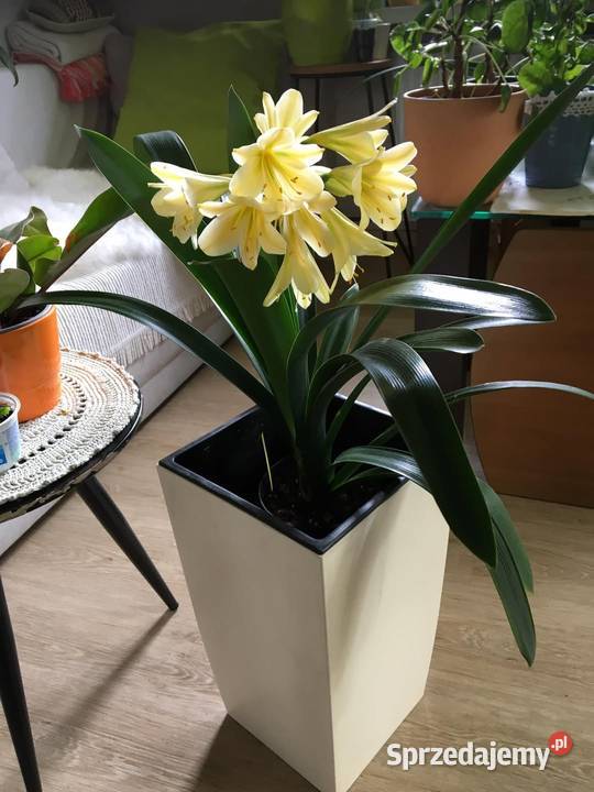 Kliwia żółta pachnąca Warszawa