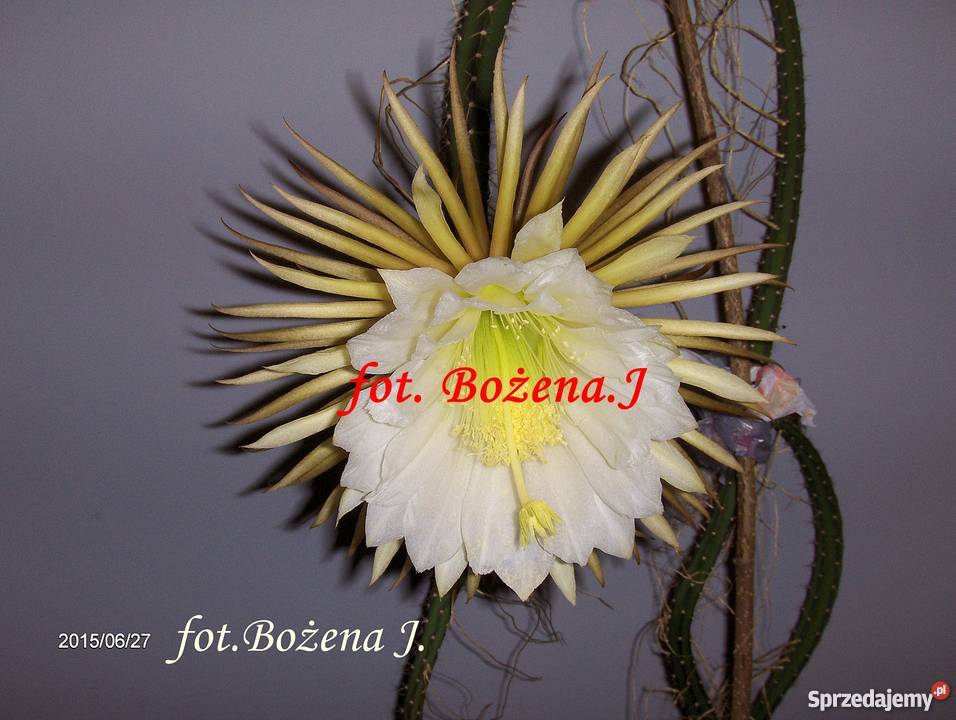 Królowa Jednej Nocy S Grandiflorus Epiphyllum Skawina