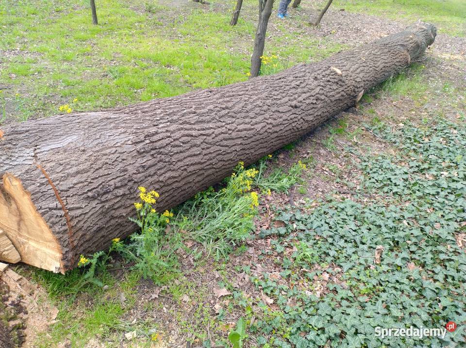 Sprzedam kłodę dębu Chmielnik