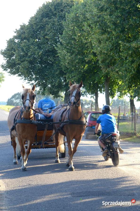 parę zaprzęgową koniekoń konie konia Środa Wielkopolska sprzedam