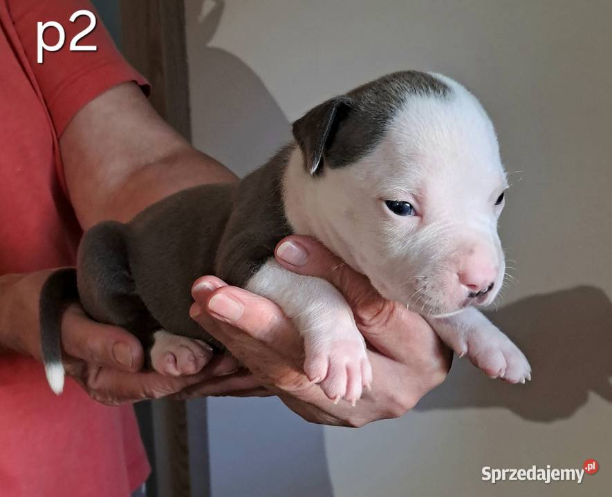 Amstaff zkwp fci BLUE piesek Koziegłowy