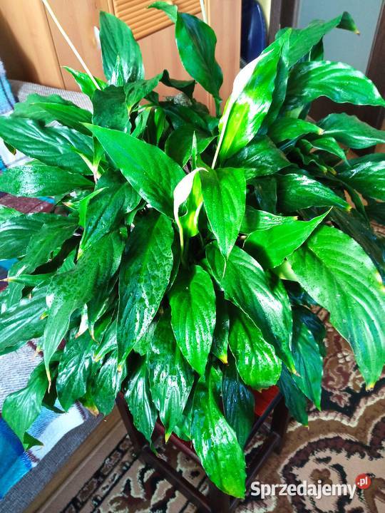 Dorodny fiołek obficie kwitnący Białystok