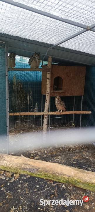 Sowy Sowa Puchacz Bengalski Jastrzębie-Zdrój
