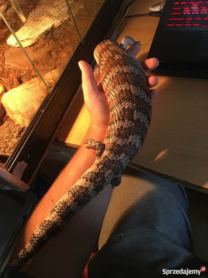 Scynk olbrzymi tiliqua sp irian jaya zamienię Tarnów