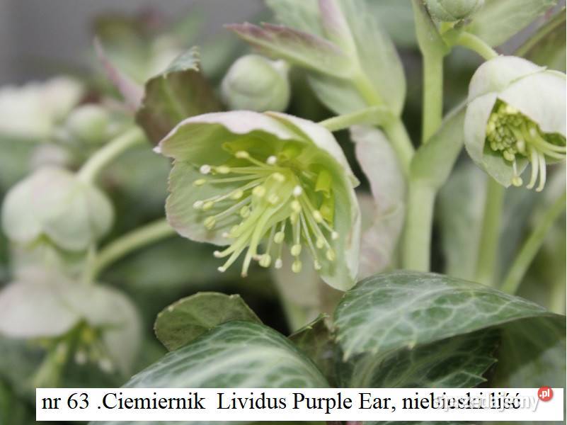 Ciemiernik Lividus Purple Ear Opole sprzedam