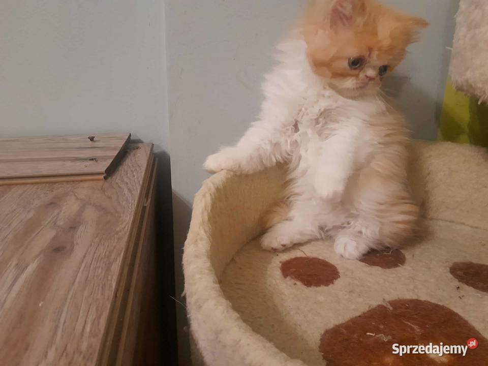 Kotka perska rudobiszkoptowobiała Szyk