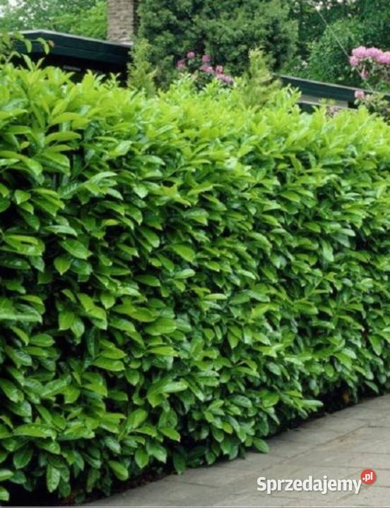 laurowiśnia caucasica w donicy