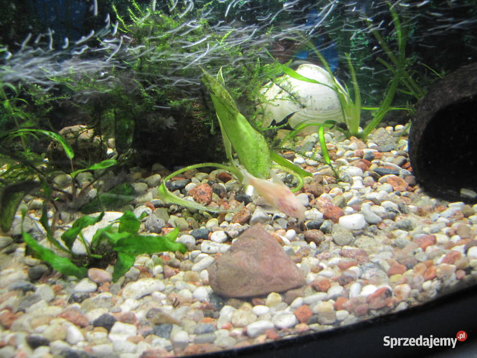 Akwarium z obsadą Toruń