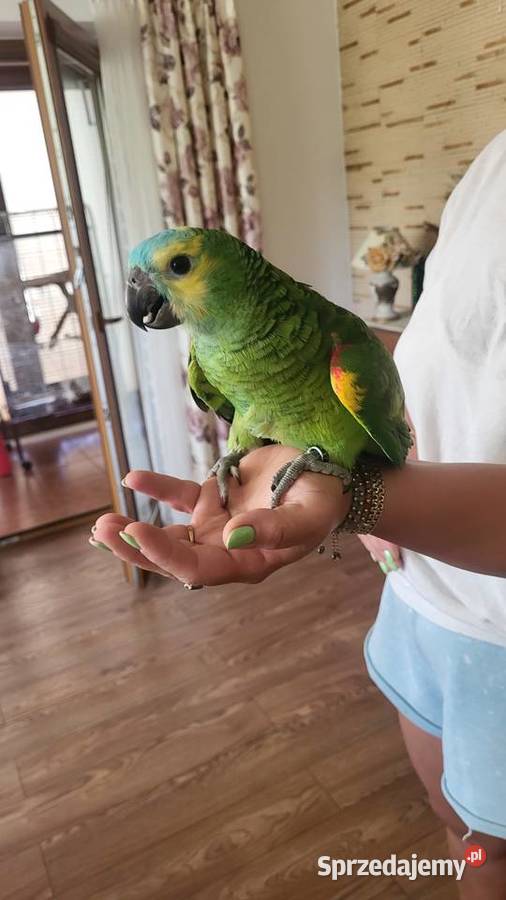 Kakadu amazonkiBarwinki ręcznie karmione z Ptaki sprzedam
