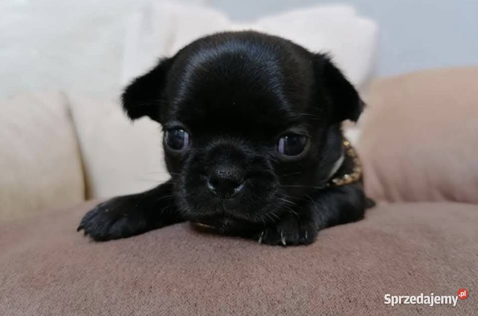 Chihuahua Plenna