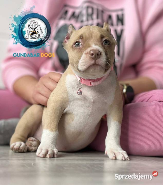 ABKC AMERICAN BULLY wielkopolskie Koło sprzedam