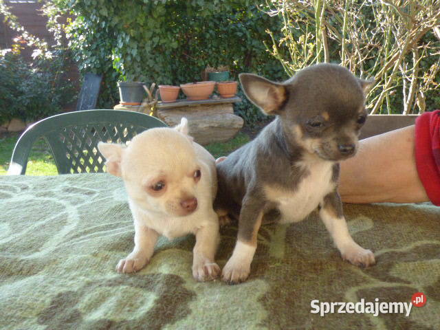 Śliczne Chihuahua pieski i sunie