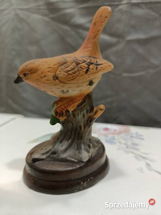 Ptak ptaszek Wren brązowy Zamość